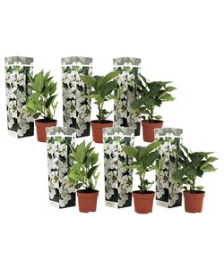 Hortensia Teller - Set van 6 - Wit - Hydrangea - Pot 9cm - Hoogte 25-40cm