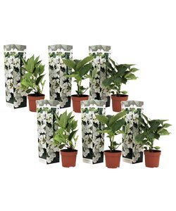 Ortensia hydrangea macrophylla Teller - Set di 6 - Bianco - ⌀9cm - Alt. 25-40cm