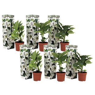 Hydrangea Teller - Set of 6 - White - Hortensia - ø9cm - Height 25-40cm