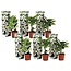 Hortensja - Zestaw 6 sztuk - biała - Hydrangea - ⌀9cm - Wysokość 25-40cm