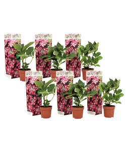 Hydrangea hortensie macrophylla 'Teller' - 6er Set - Rosa - ⌀9cm - Höhe 25-40cm