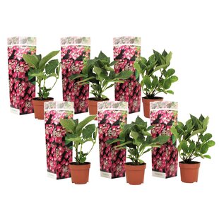 Hydrangea hortensie macrophylla 'Teller' - 6er Set - Rosa - ⌀9cm - Höhe 25-40cm