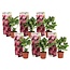 Hortensia Teller - Set van 6 - Roze - Hydrangea - Pot 9cm - Hoogte 25-40cm
