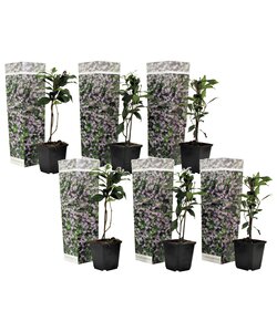 Toscaanse Jasmijn - Set van 6 - Roze - Tuinplanten - Pot 9cm - Hoogte 25-40cm