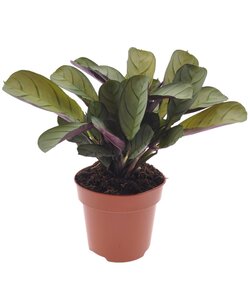 Ctenanthe Amagris - Gebedsplant - Pot 12cm - Hoogte 20-30cm