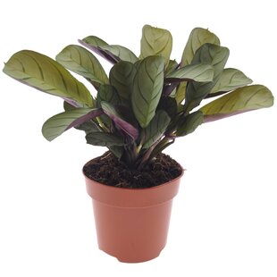 Ctenanthe Amagris - Gebedsplant - Pot 12cm - Hoogte 20-30cm
