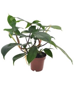 Philodendron 'Florida Green' - Houseplant - ø12cm - Height 20-30cm