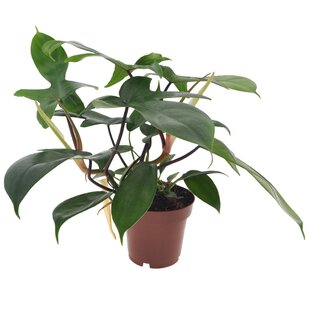 Philodendron 'Florida Green' - Houseplant - ø12cm - Height 20-30cm