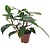 Philodendron 'Florida Grøn' - Stueplante - ø12cm - Højde 20-30cm