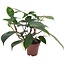 Filodendron 'Florida Green' - Roślina domowa - ⌀12cm - Wysokość 20-30cm