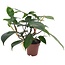 Philodendron 'Florida Green' - Houseplant - ø12cm - Height 20-30cm