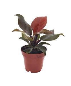 Philodendron 'Sun Light' - Houseplant - ø12cm - Height 20-30cm