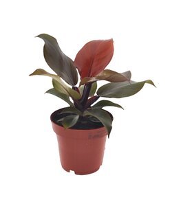 Philodendron 'Zonlicht' - Kamerplant - Pot 12cm - Hoogte 20-30cm