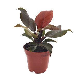 Philodendron 'SunLight' - Houseplant - ø12cm - Height 20-30cm