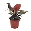 Philodendron 'Sollys' - Stueplante - ø12cm - Højde 20-30cm