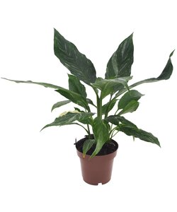 Spathiphyllum 'Diamant' - Stueplante - Fredslilje - ø12cm - Højde 40-50cm