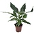 Spathiphyllum Diamond - Air Purifying - ø12cm - Height 40-50 cm