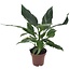 Spathiphyllum 'Diamant' - Stueplante - Fredslilje - ø12cm - Højde 40-50cm