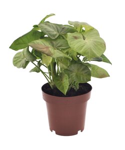 Syngonium 'Milk Confetti'- Pot 12cm - Height 20-30cm