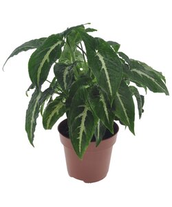 Syngonium Wendlandii - Kamerplant - Pot 12cm - Hoogte 20-30cm