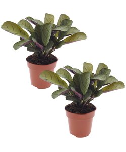 Ctenanthe Amagris - Set van 2 - Gebedsplant - Pot 12cm - Hoogte 20-30cm