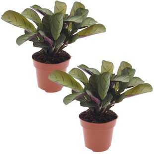 Ctenanthe Amagris - Set van 2 - Gebedsplant - Pot 12cm - Hoogte 20-30cm