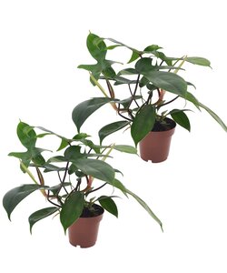 Philodendron 'Florida Groen' - Set van 2 - Pot 12cm - Hoogte 20-30cm