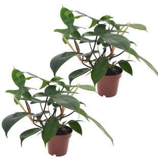 Philodendron 'Florida Green' - Set of 2 - Houseplant - ø12cm - Height 20-30cm