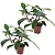 Philodendron 'Florida Grün' - 2er Set - Topf 12cm - Höhe 20-30cm