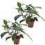Philodendron 'Florida Grøn' - Sæt med 2 - Stueplante - ø12cm - Højde 20-30cm