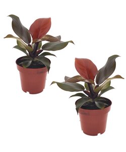 Philodendron 'Lumière du soleil' - Set de 2 - Pot 12cm - Hauteur 20-30cm