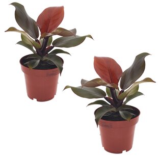 Philodendron 'Lumière du soleil' - Set de 2 - Pot 12cm - Hauteur 20-30cm