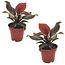 Philodendron 'Sollys' - Sæt med 2 - Stueplante - ø12cm - Højde 20-30cm