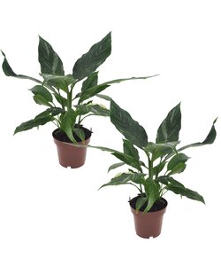 Spathiphyllum Diamond - Set van 2 - Luchtzuiverend - Pot 12cm - Hoogte 40-50cm