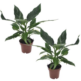 Spathiphyllum Diamond - Set van 2 - Luchtzuiverend - Pot 12cm - Hoogte 40-50cm