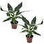 Spathiphyllum Diamond - 2er Set - Einblatt - Topf 12cm - Höhe 40-50cm