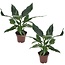 Spathiphyllum Diamond 'lys de la paix' - Set de 2 - Pot 12cm - Hauteur 40-50cm