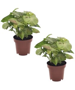 Syngonium 'Milk Confetti' - Set of 2 - ø12cm - Height 20-30cm