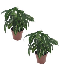 Syngonium Wendlandii - plante d'appartement - Set de 2 - ⌀12cm - Hauteur 20-30cm