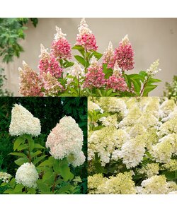 Hortensia Paniculata - Mix of 3 - Pot 9 cm - Height 25-35 cm