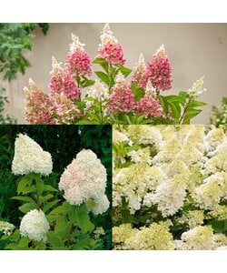 Hydrangea hortensie Paniculata - 3er Mischung - ⌀9cm - Höhe 25-35cm