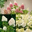 Hydrangea hortensie Paniculata - 3er Mischung - ⌀9cm - Höhe 25-35cm