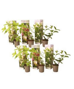 Hydrangea paniculata - Mix of 6 - Hortensia - ø9cm - Height 25-35cm