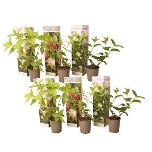 Hydrangea hortensie Paniculata - 6er Set - Gartenpflanzen - ⌀9cm - Höhe 25-35cm