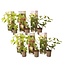 Hortensia Paniculata - Mix van 6 - Tuinplanten - Pot 9cm - Hoogte 25-35cm