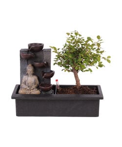 Bonsai tree with Easy-care watering system - Buddha - Height 25-35cm