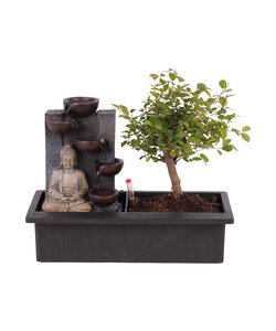 Drzewo Bonsai z systemem wodnym Easy Care - Budda - Wysokość 25-35 cm