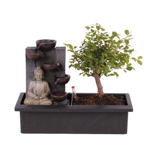 Bonsaiboompje met Easy-care watersysteem - Buddha - Hoogte 25-35cm