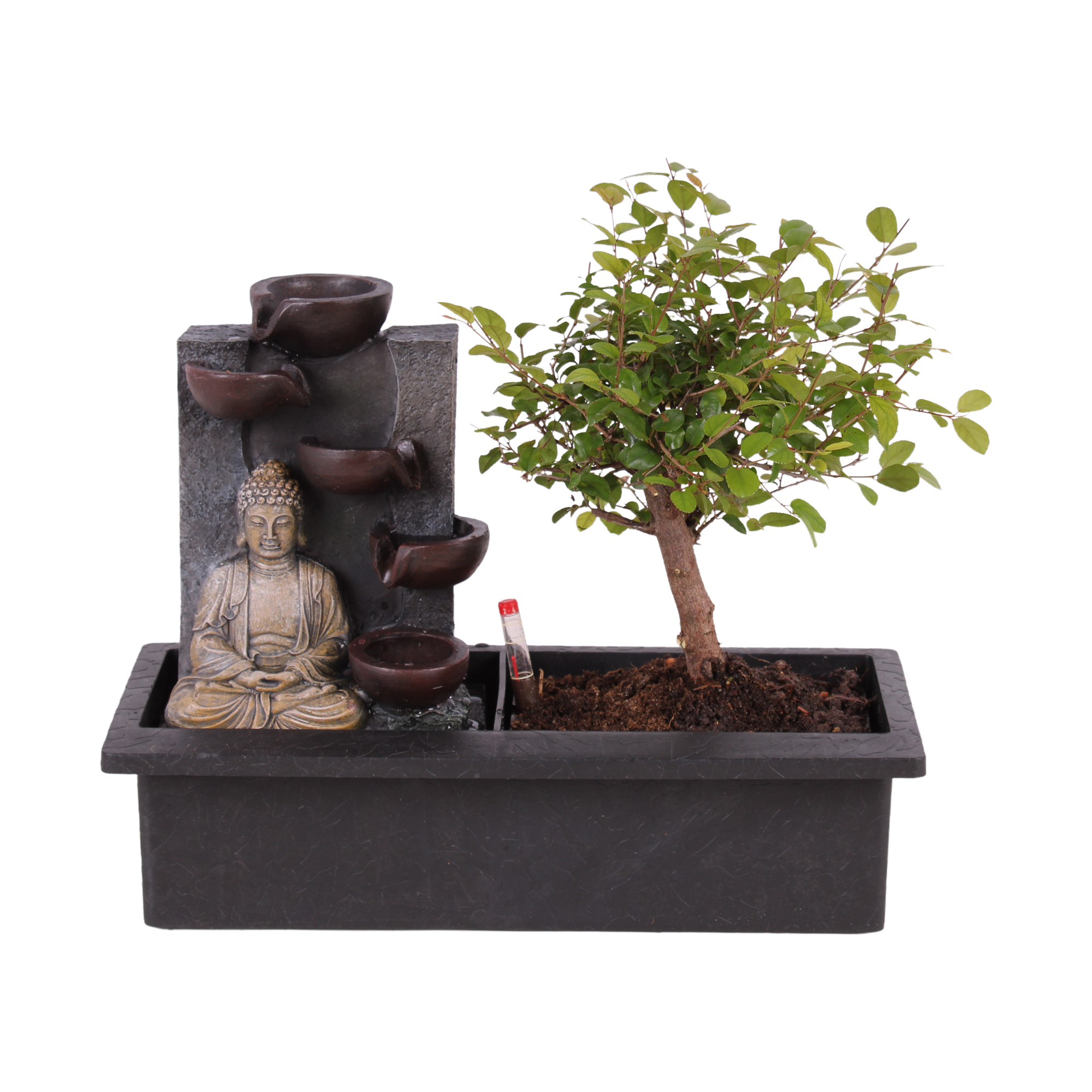 Bonsai con sistema di irrigazione Easy-care - Buddha - Altezza 25-35cm -  FloraStore