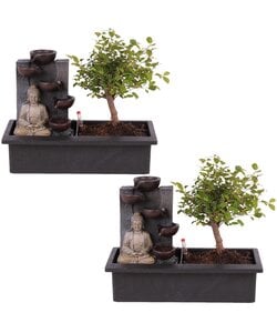 Bonsaï avec système d'eau - Set de 2 - Bouddha - Hauteur 25-35cm